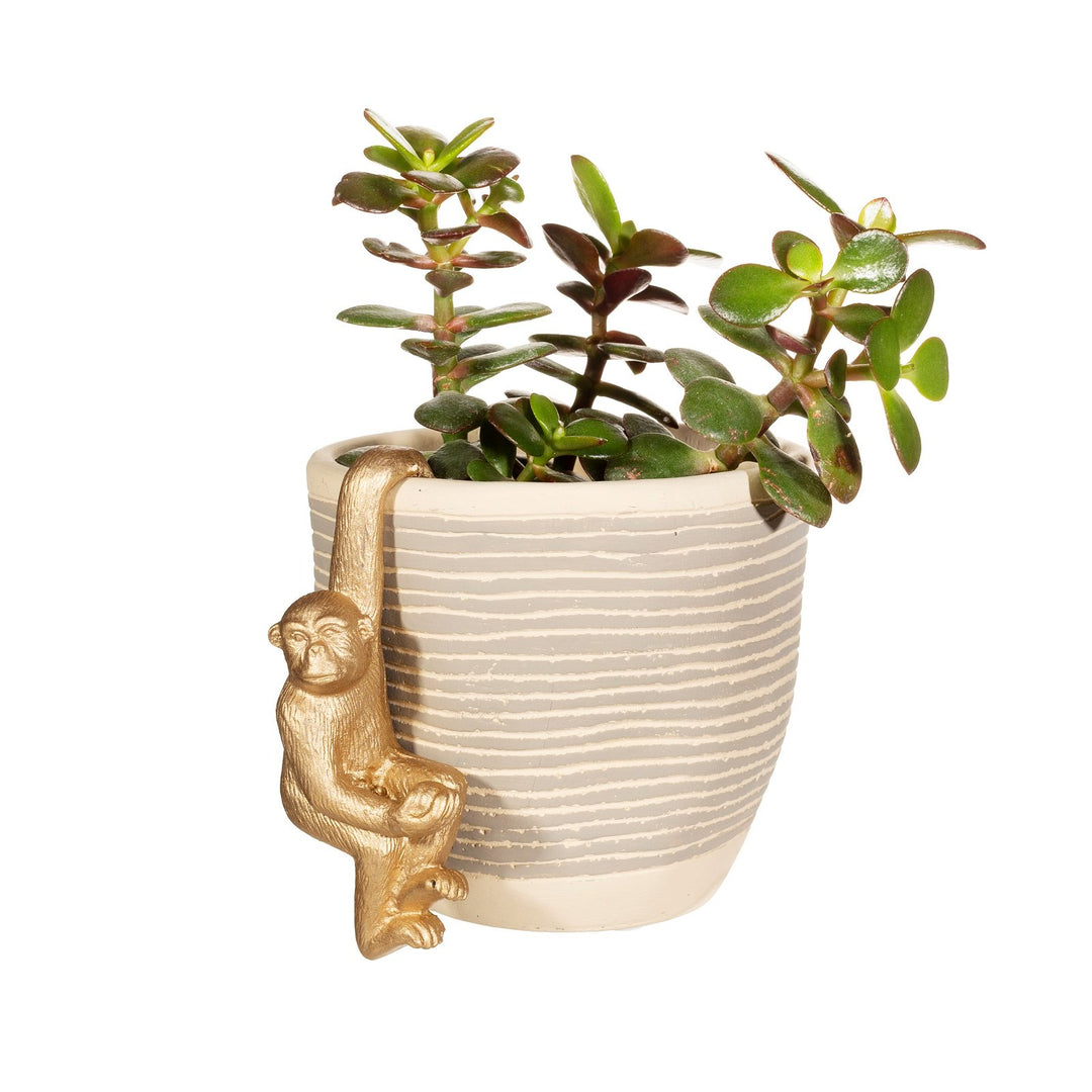 Golden Monkey Plant Hanger