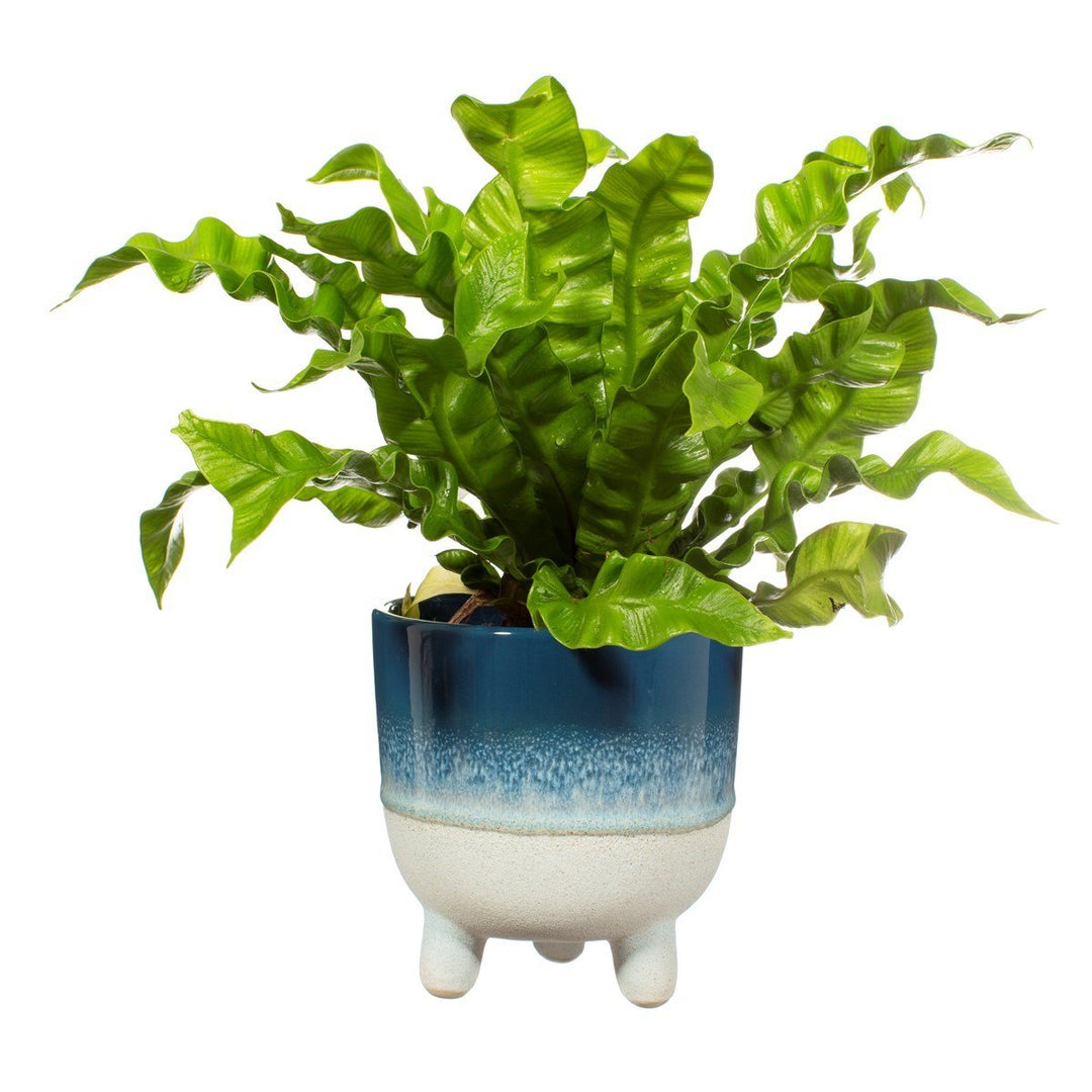 Bohemian Spirit Blue Planter