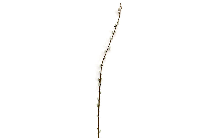 Pussy Willow Stem