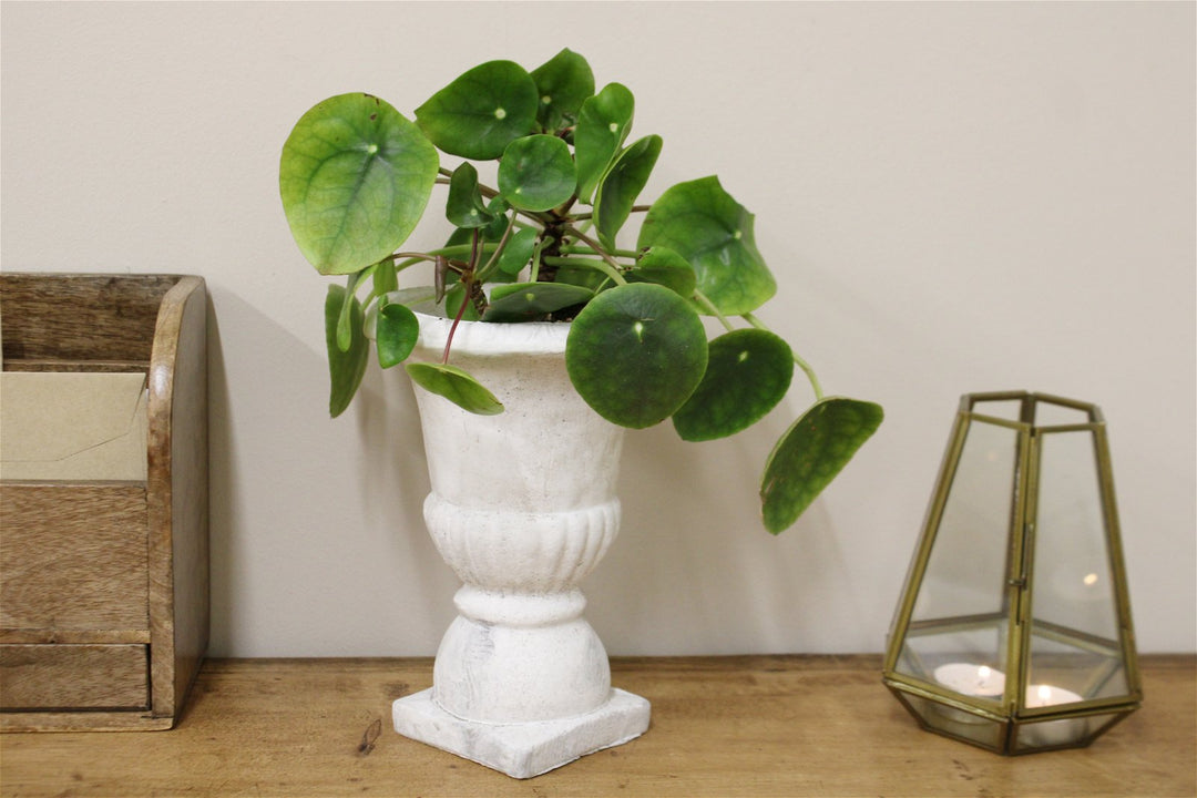 Classic Antique Style Cement Urn Planter