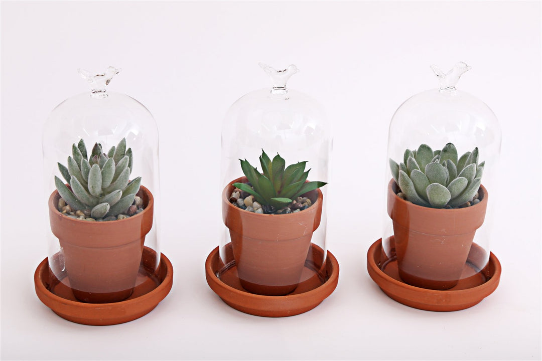 Faux Succulent In Pot Glass Dome