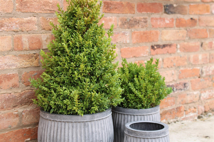 Set of Three Metal Dolly Tubs