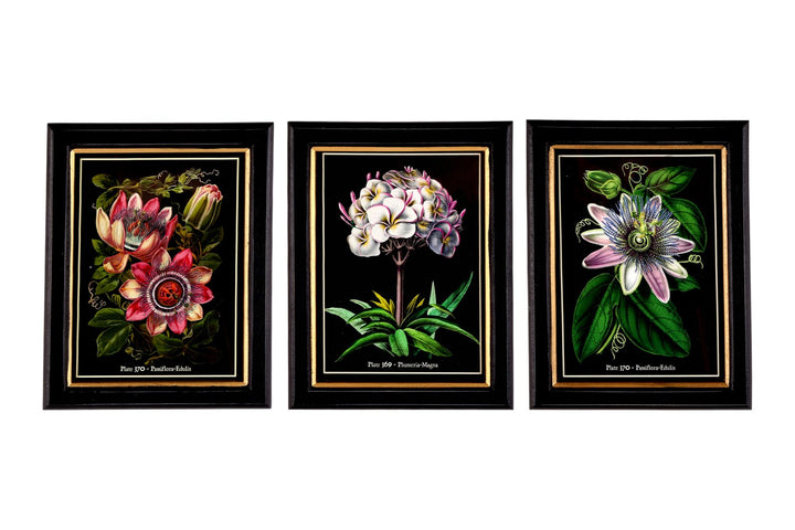 Botanical Framed Print 25cm